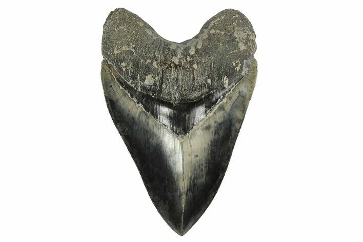 Fossil Megalodon Tooth - Collector Quality Indonesia Meg #238952